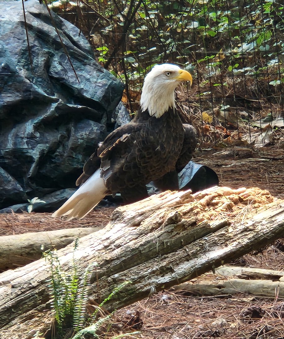 Center For Wildlife Education (GA) - Bald Eagle