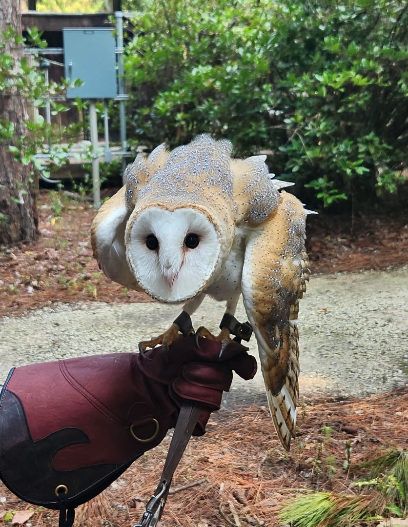 Center For Wildlife Education (GA) - Barn Owl ambassador