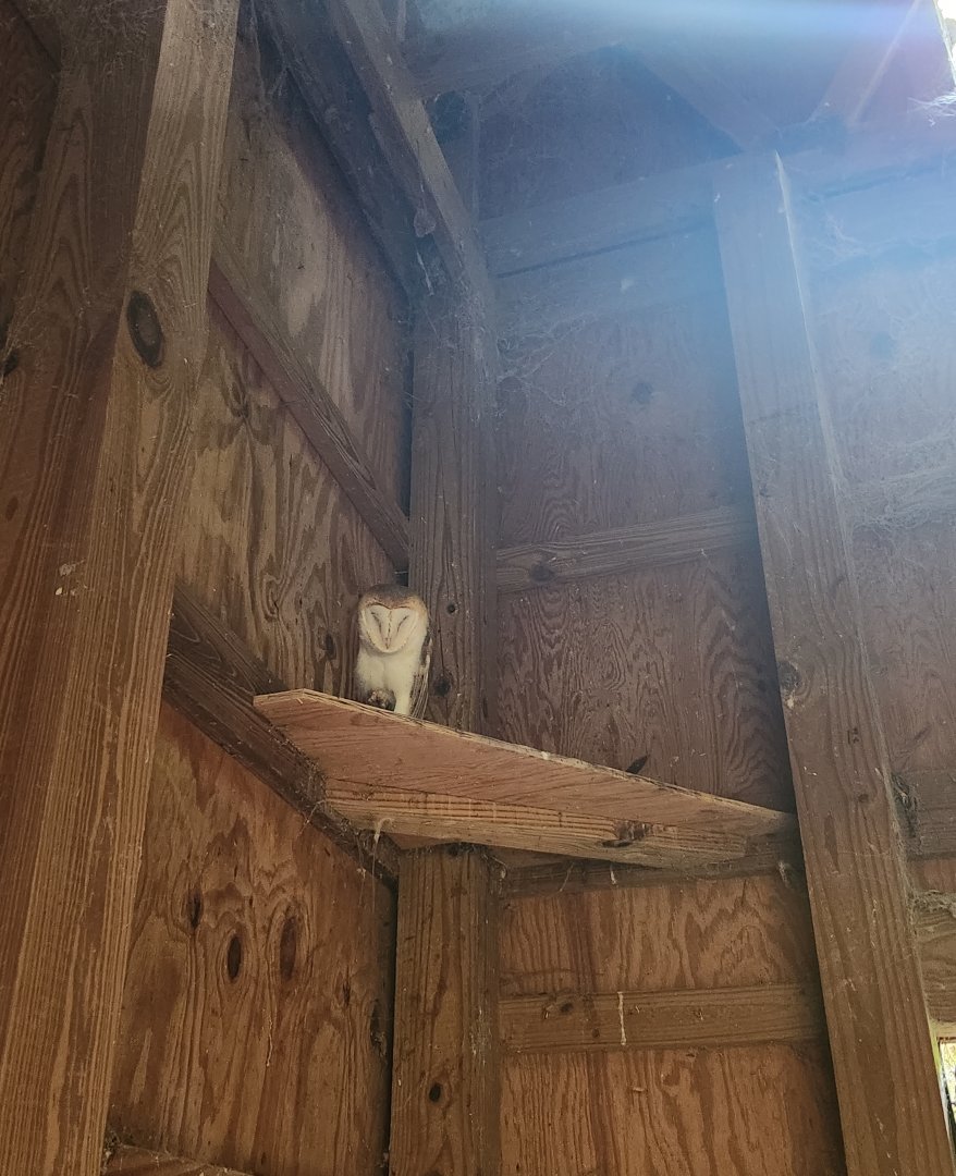 Center For Wildlife Education (GA) - Barn Owl surprise