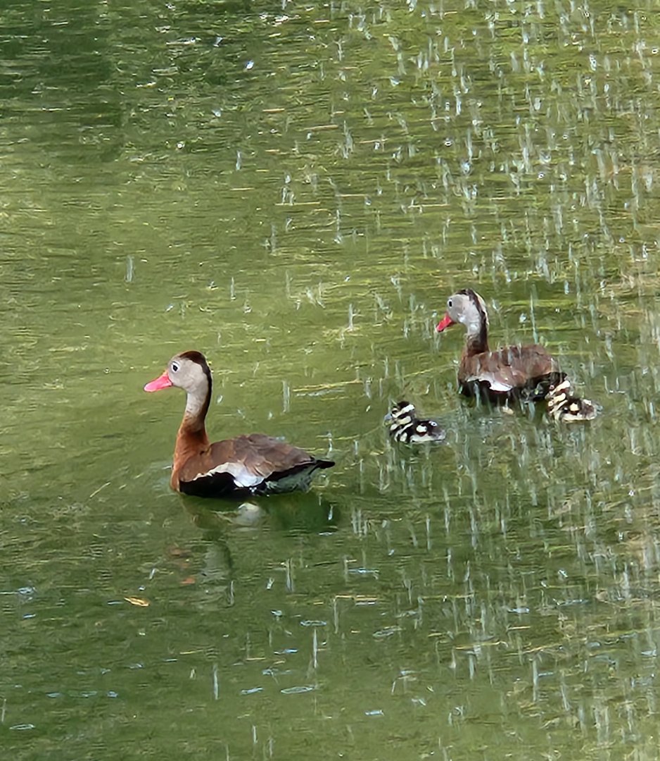 Center For Wildlife Education (GA) - Black-bellied Whistling Duck