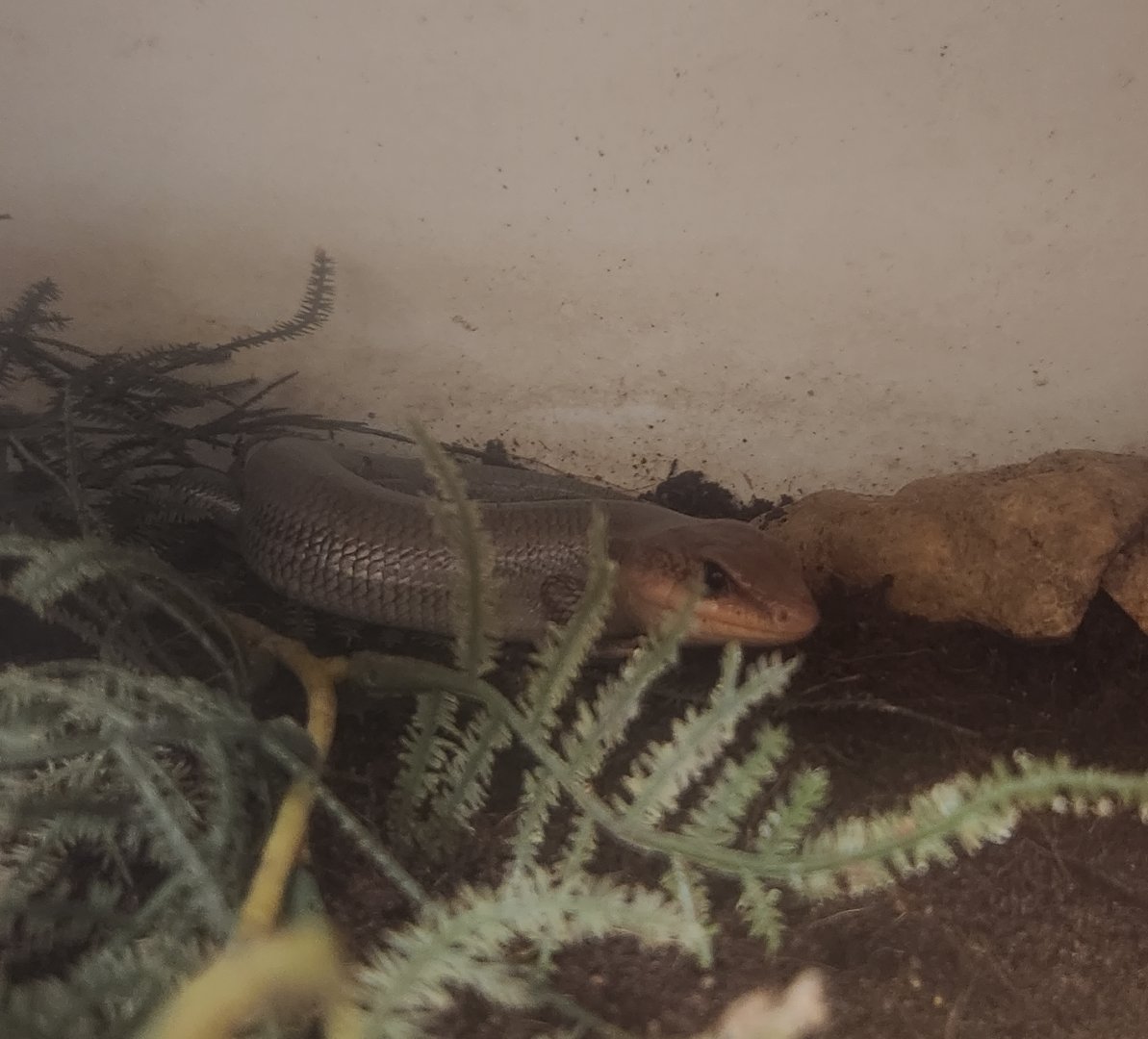 Center For Wildlife Education (GA) - Broad-headed Skink