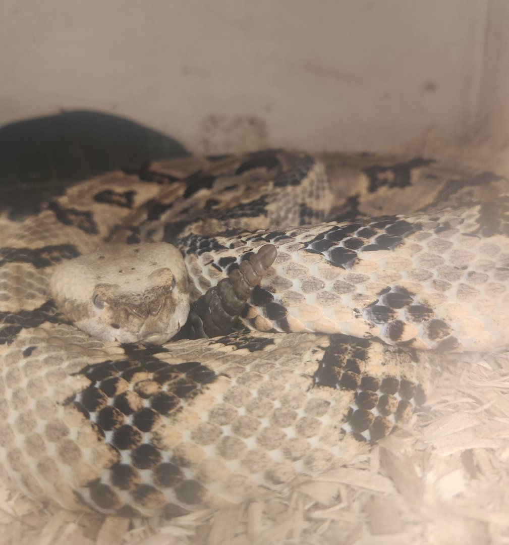 Center For Wildlife Education (GA) - Canebrake Rattlesnake