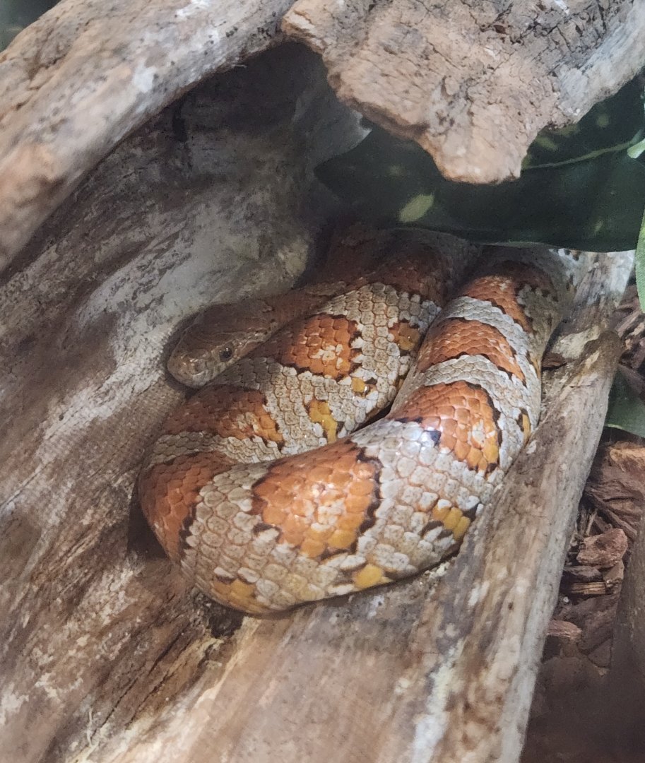 Center For Wildlife Education (GA) - Corn Snake