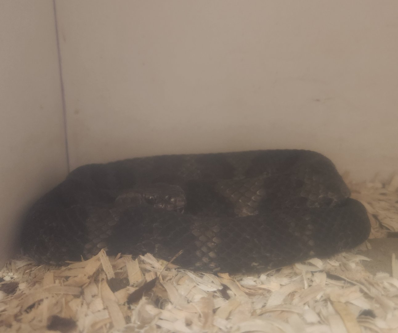 Center For Wildlife Education (GA) - Cottonmouth