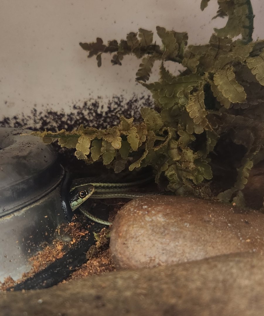 Center For Wildlife Education (GA) - Eastern Ribbon Snake