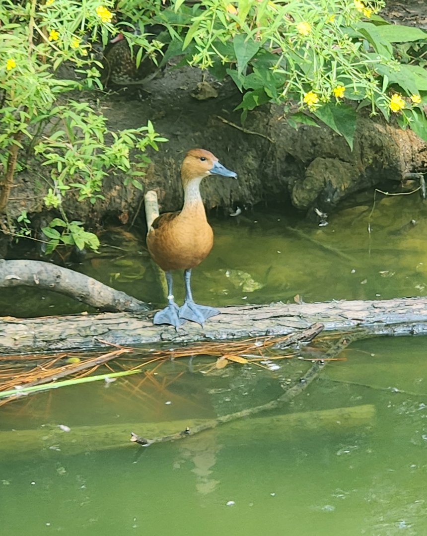 Center For Wildlife Education (GA) - Fulvous Whistling Duck