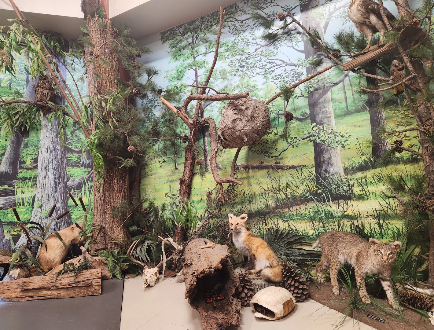 Center For Wildlife Education (GA) - Georgia wildlife diorama