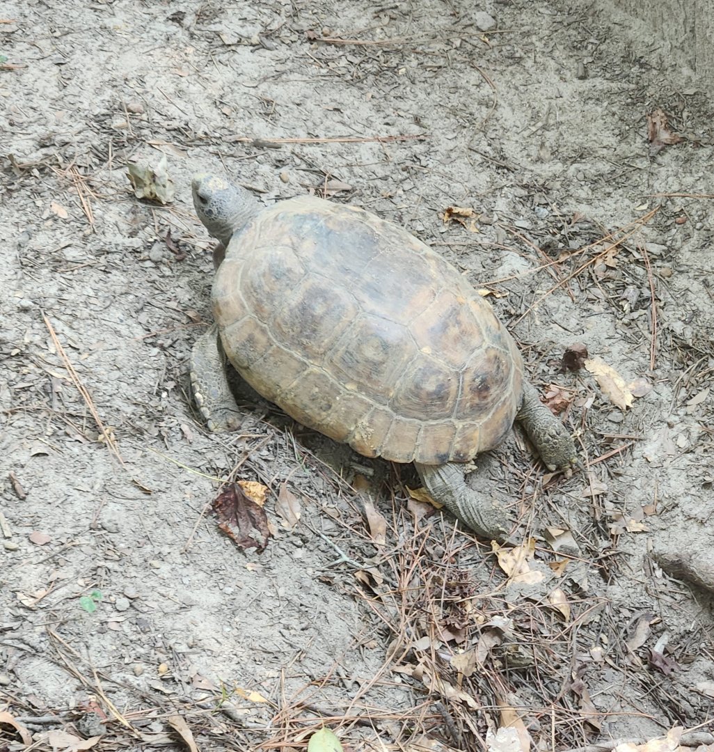 Center For Wildlife Education (GA) - Gopher Tortoise