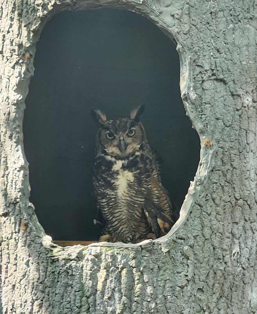 Center For Wildlife Education (GA) - Great Horned Owl