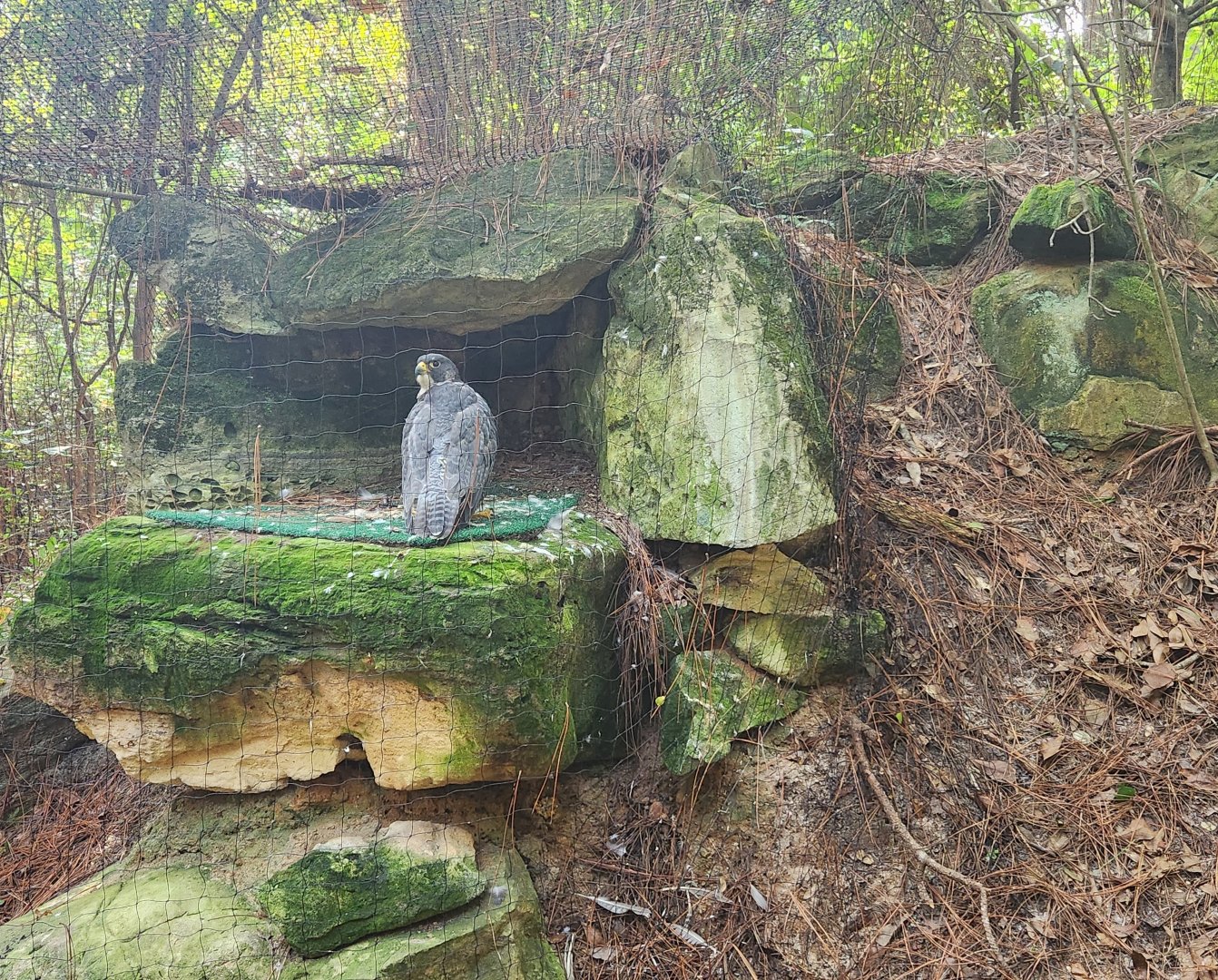 Center For Wildlife Education (GA) - Peregrine Falcon
