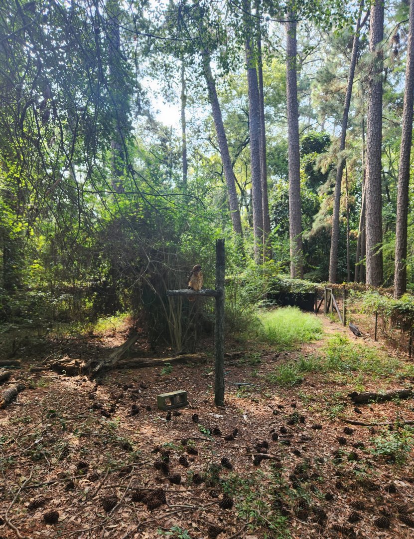 Center For Wildlife Education (GA) - Red-tailed Hawk/Turkey Vulture exhibit