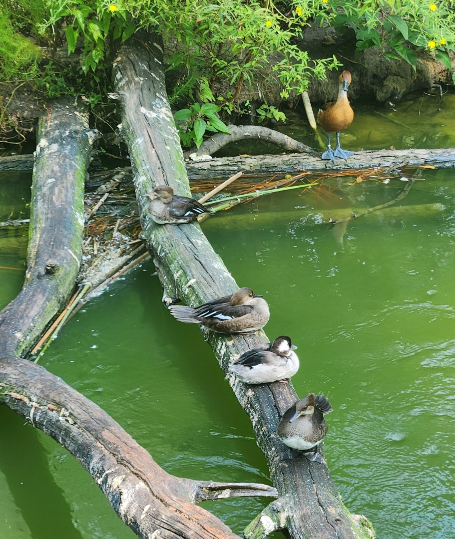 Center For Wildlife Education (GA) - Waterfowl resting