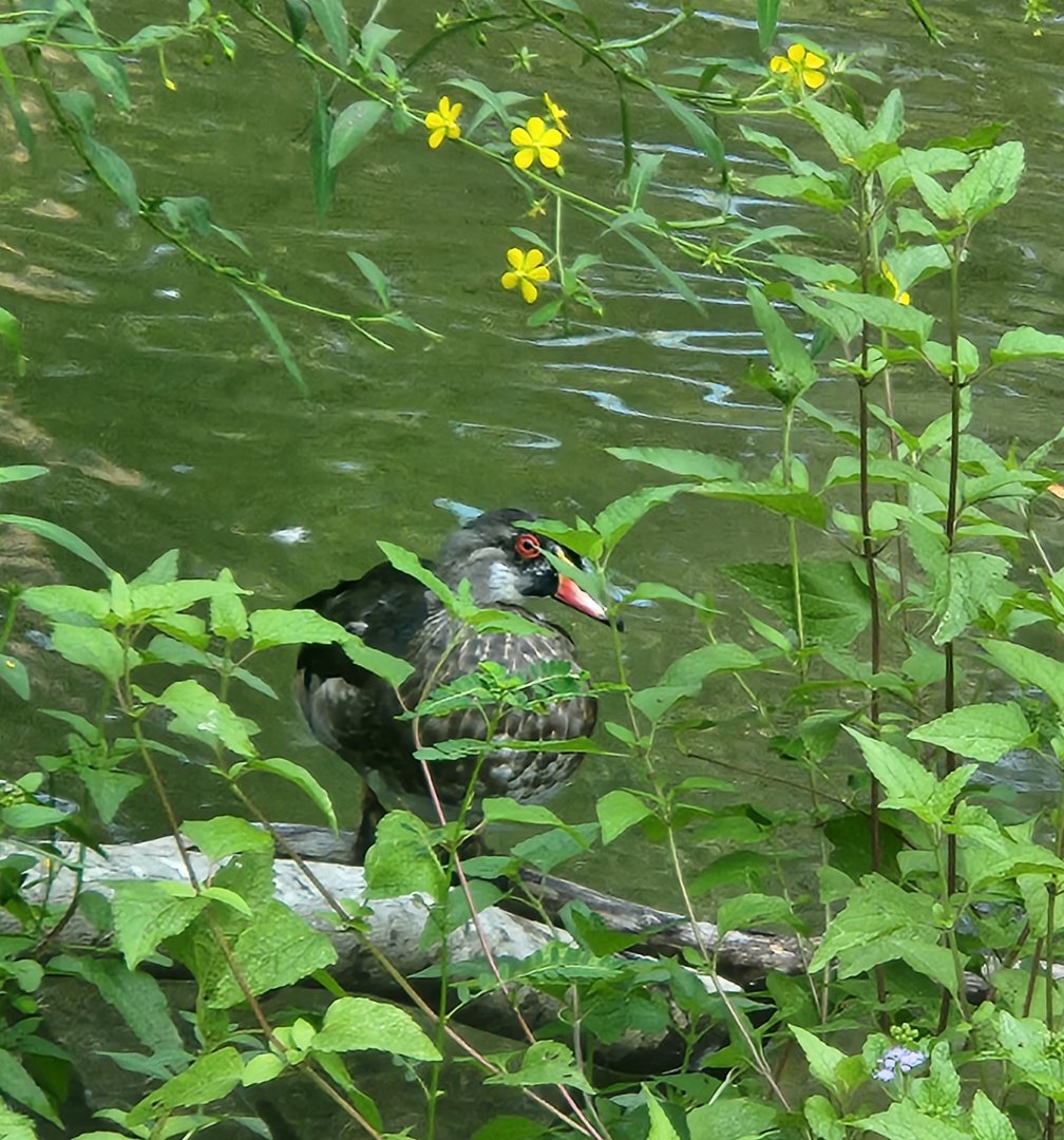Center For Wildlife Education (GA) - Wood Duck