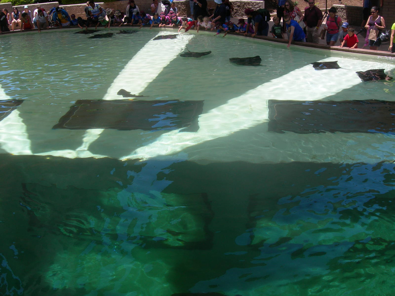 center of bat ray touch tank in manta rollercoaster