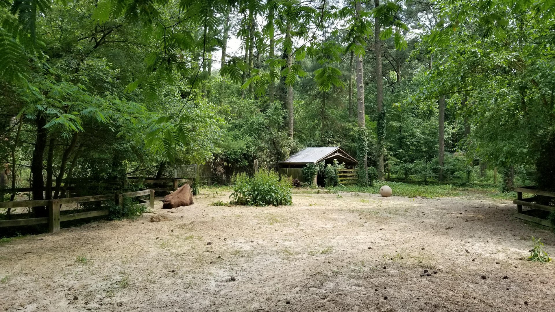 Center of bison yard