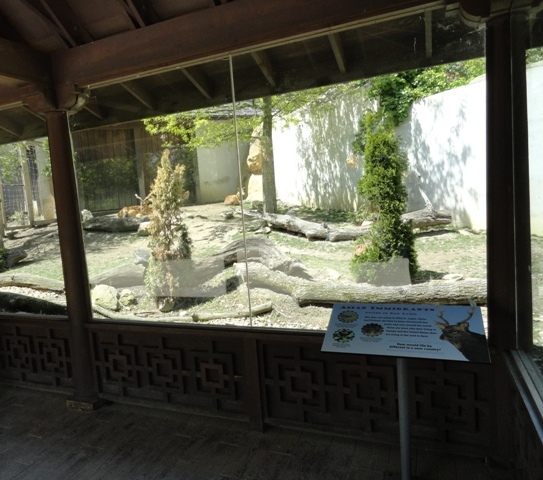 Center of Sika Deer Exhibit in Legends of the Wilds