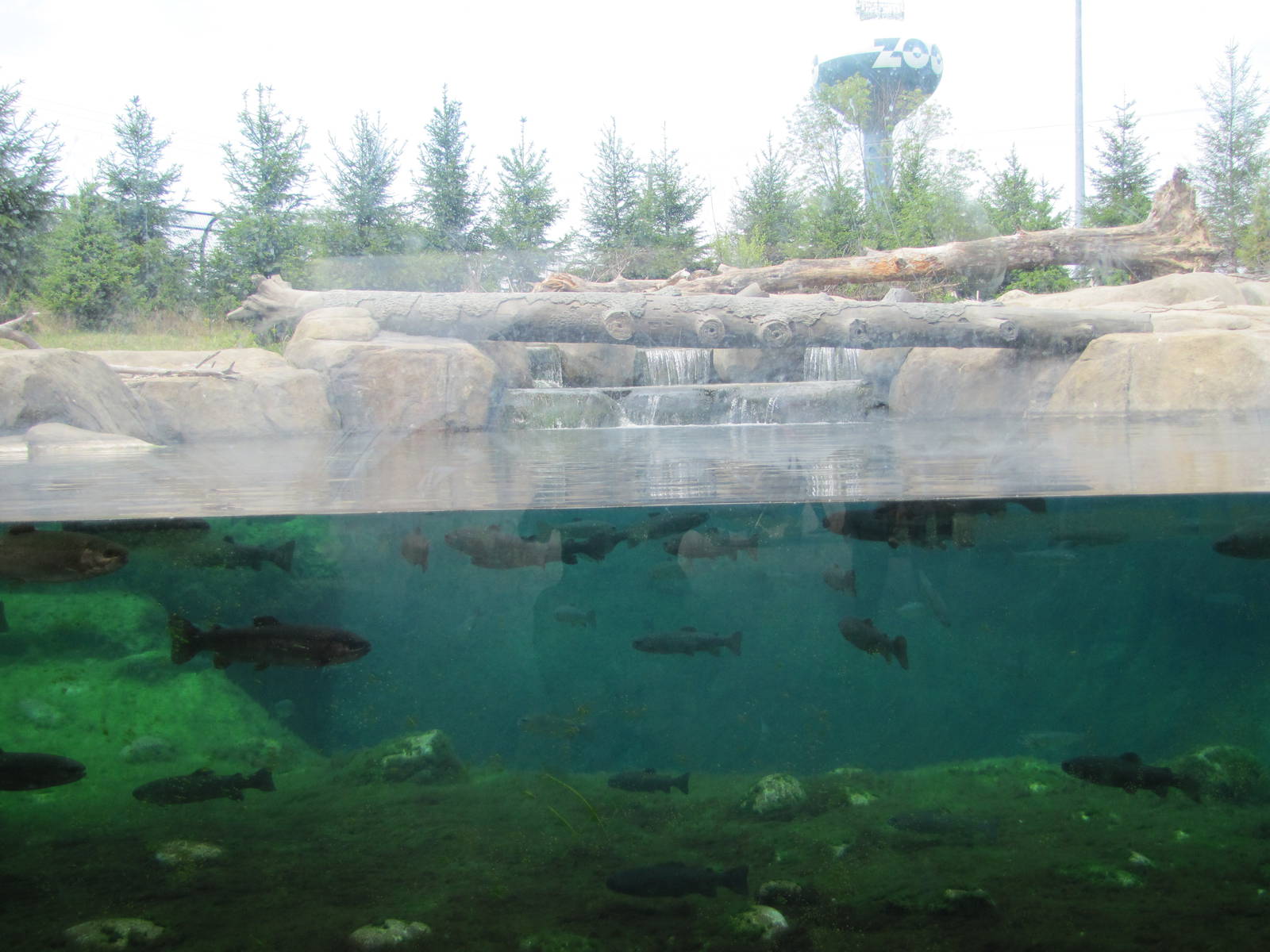Center Window of the Brown Bear Pool.