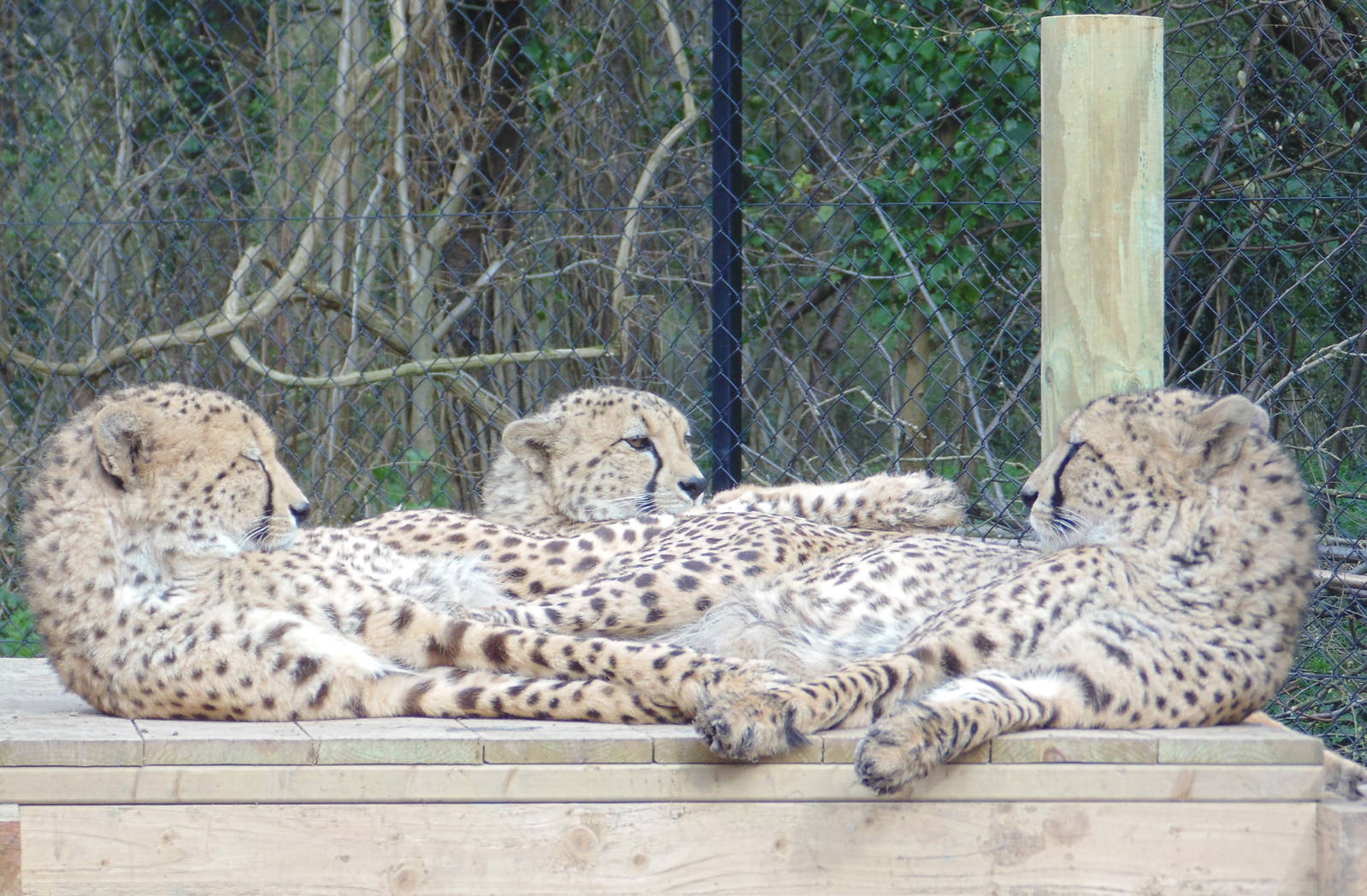 Centeral African Cheetah (Acinonyx Jubatus Sommeringii)