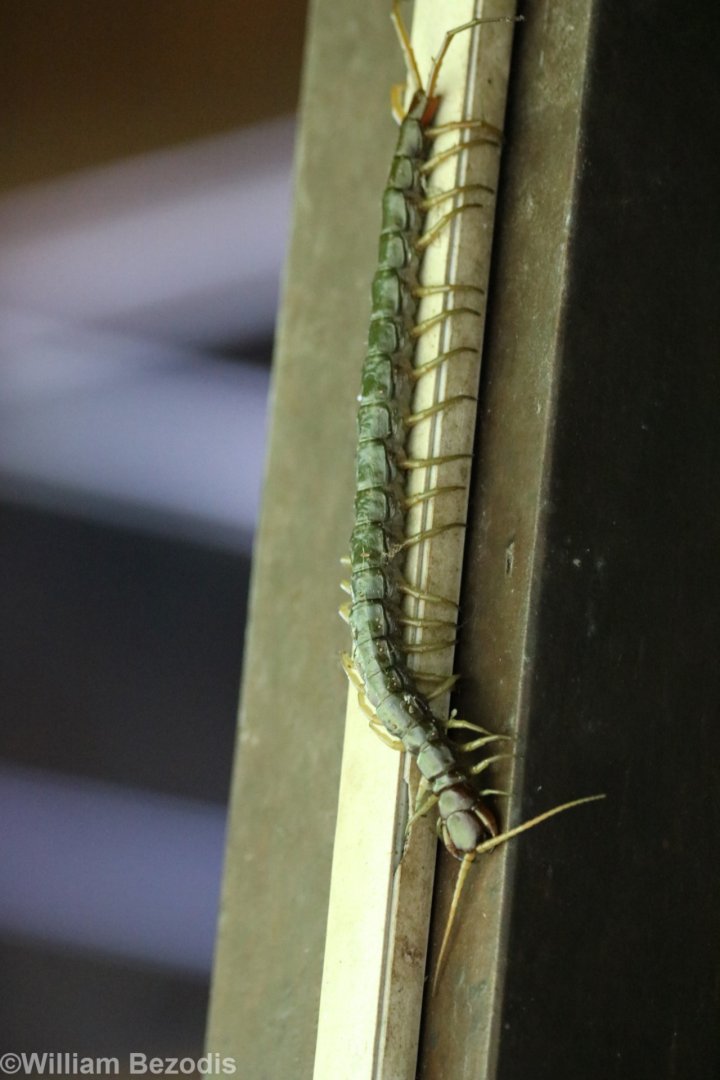 Centipede - Danum Valley