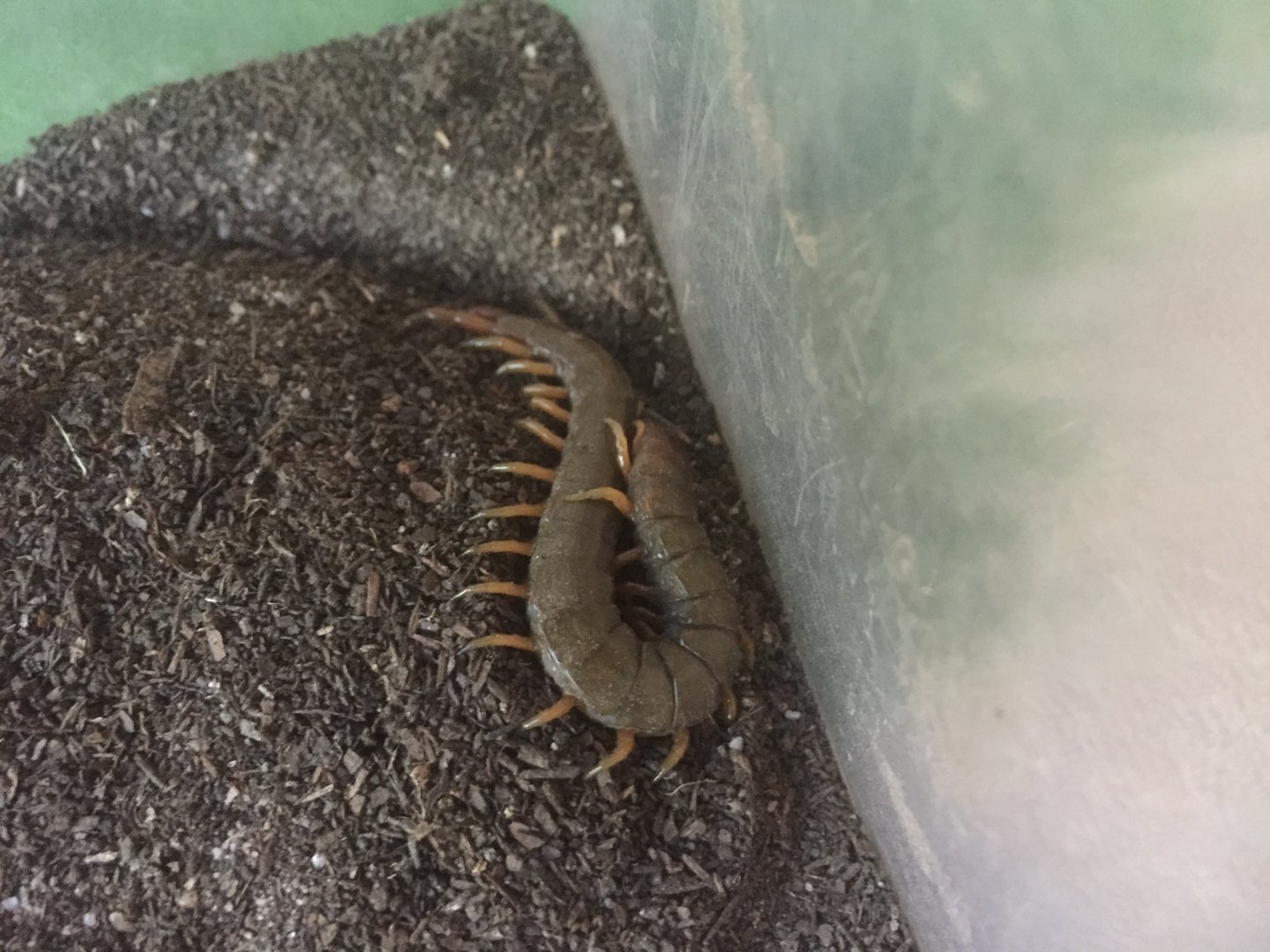 Centipede ID