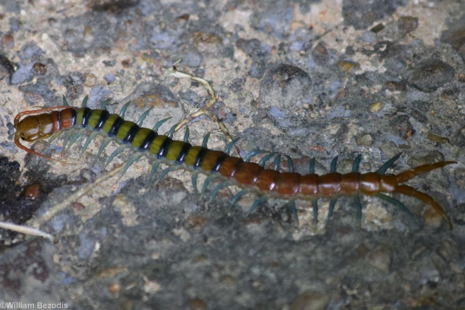 Centipede - Kakadu