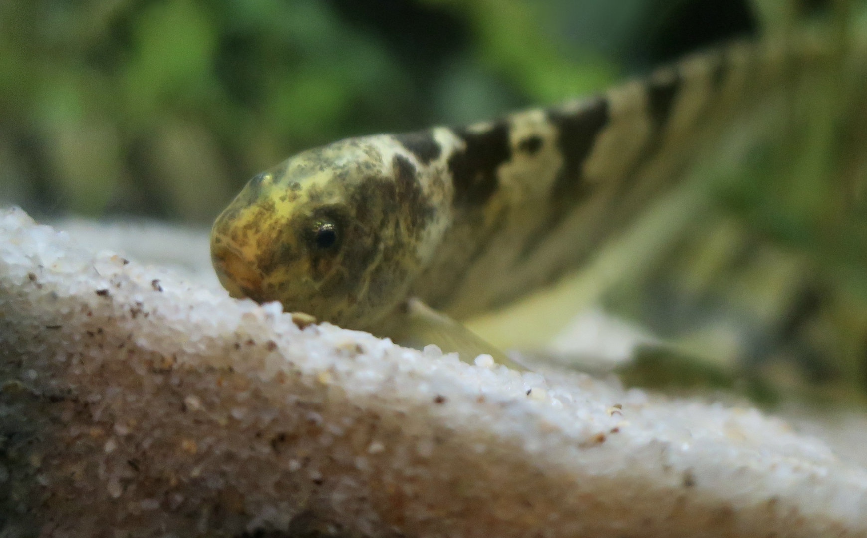 Centipede Knifefish (Steatogenys duidae)