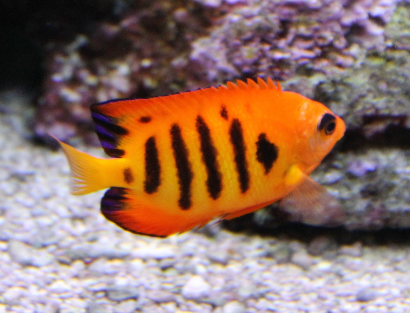 Centopyge loricula - Flame angelfish