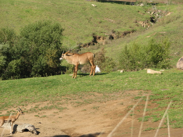 Central Africa - Angolan Roan Antelope