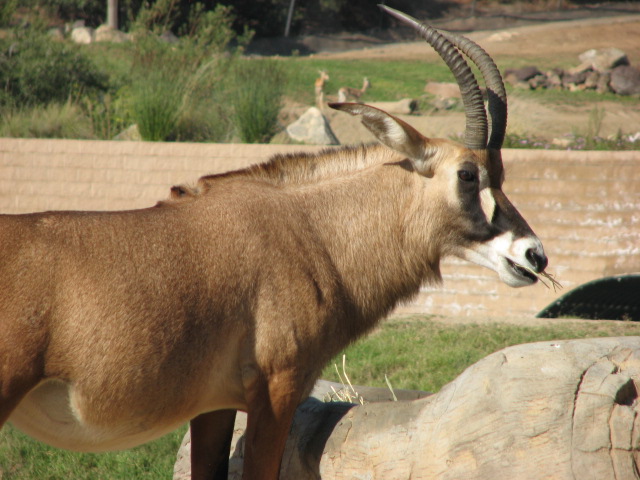 Central Africa - Angolan Roan Antelope