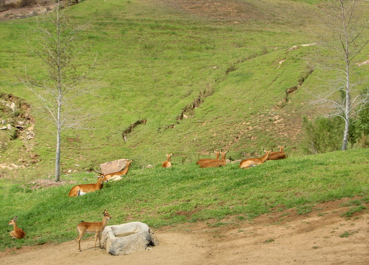 Central Africa Exhibit - Ugandan Kob