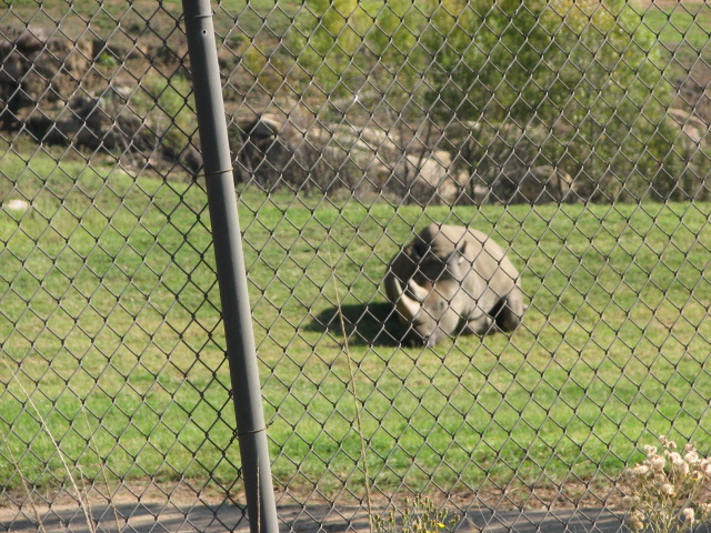 Central Africa - Northern White Rhinoceros