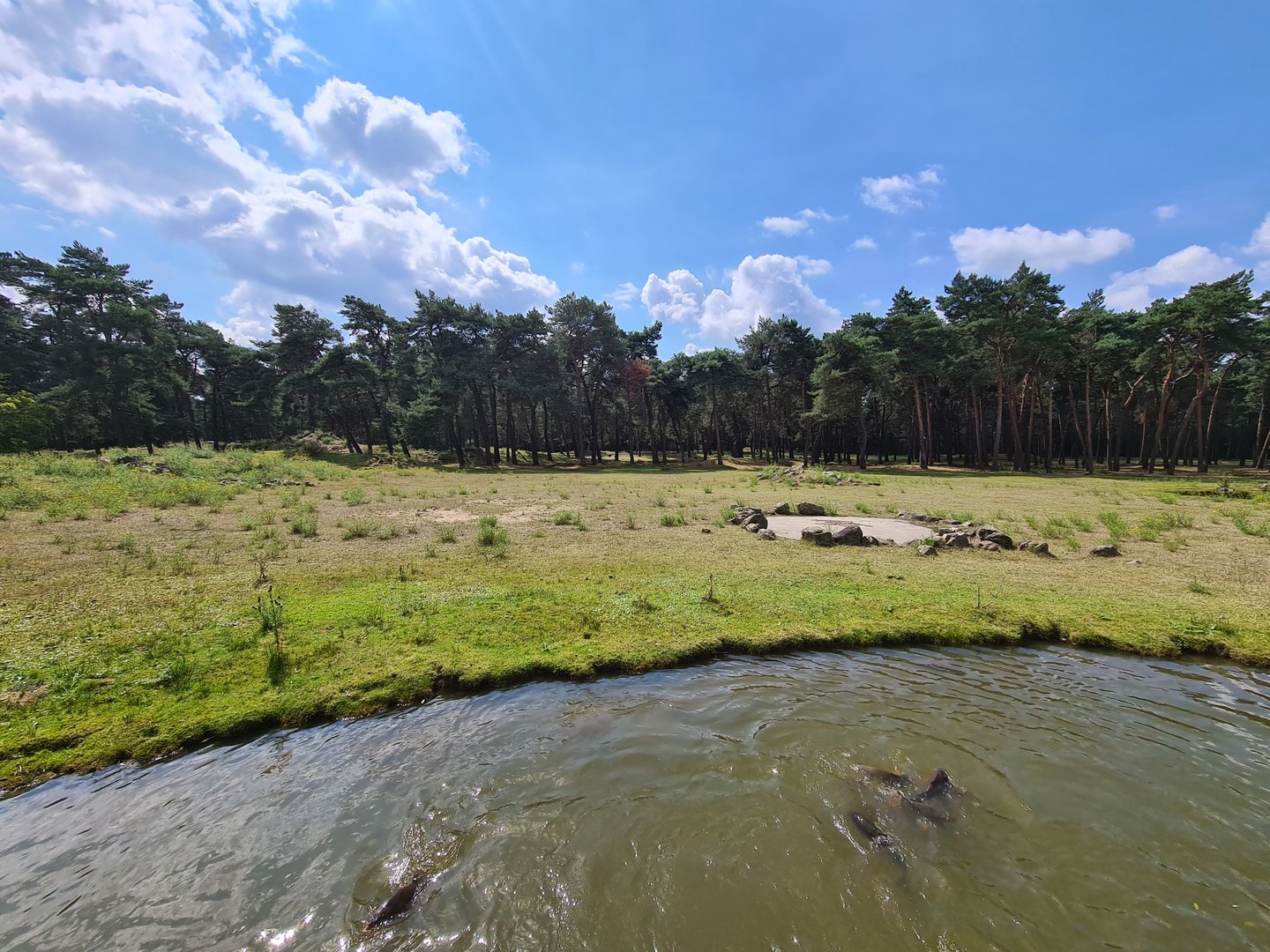 Central Africa Savannah