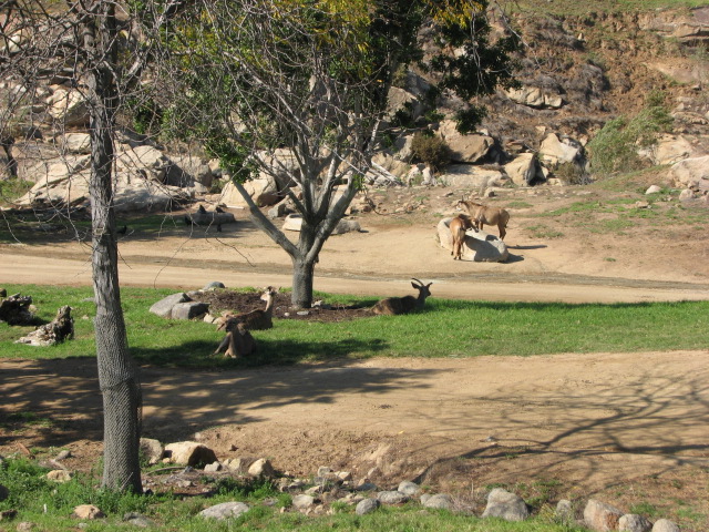 Central Africa - Southern Greater Kudu and Angolan Roan Antelope