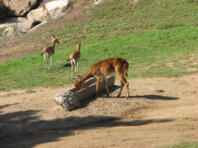 Central Africa - Uganda Kob and Sudan Red-Fronted Gazelle