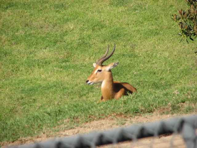 Central Africa - Uganda Kob