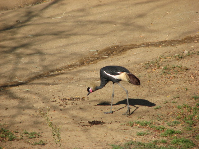 Central Africa - West African Crowned Crane