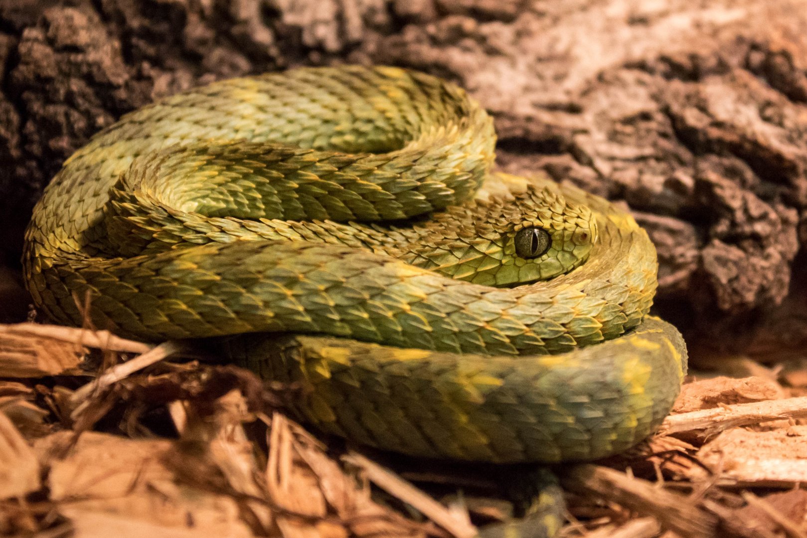 Central African bush viper