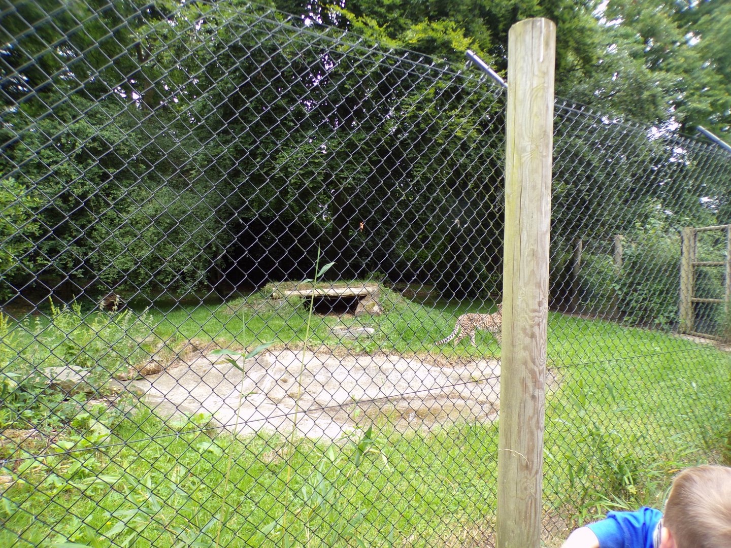Central African cheetah enclosure 29.6.24