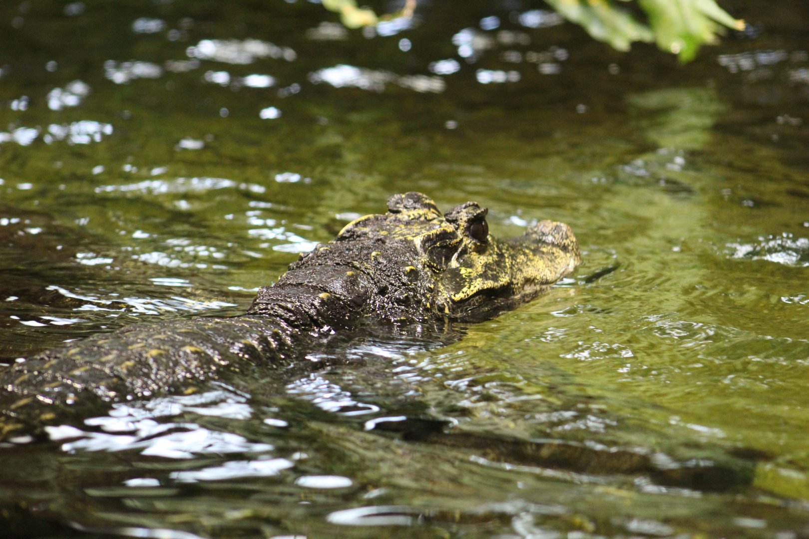 Central African Dwarf Crocodile