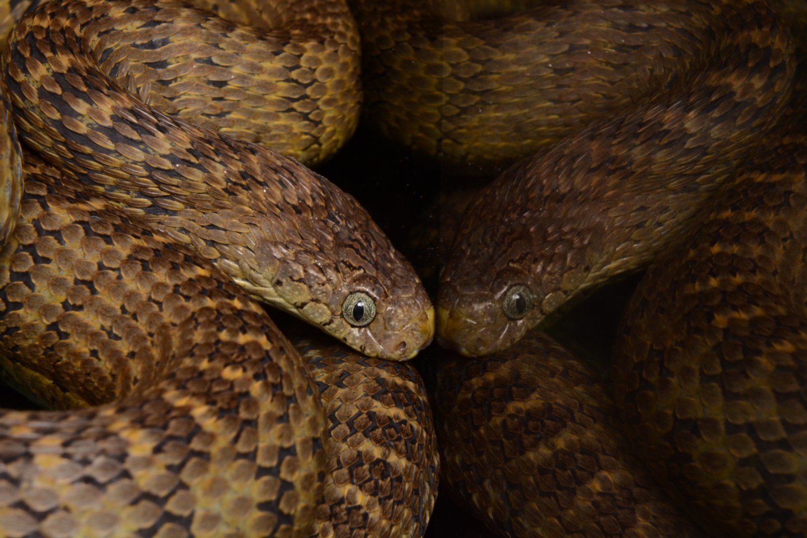 Central African egg-eating snake (Dasypeltis fasciata)