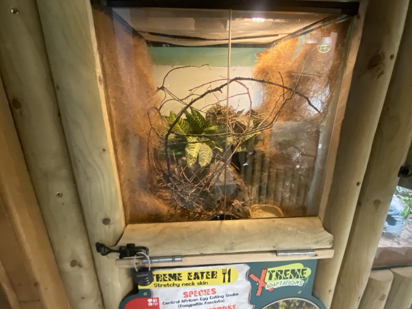 Central African egg-eating snake exhibit 040824