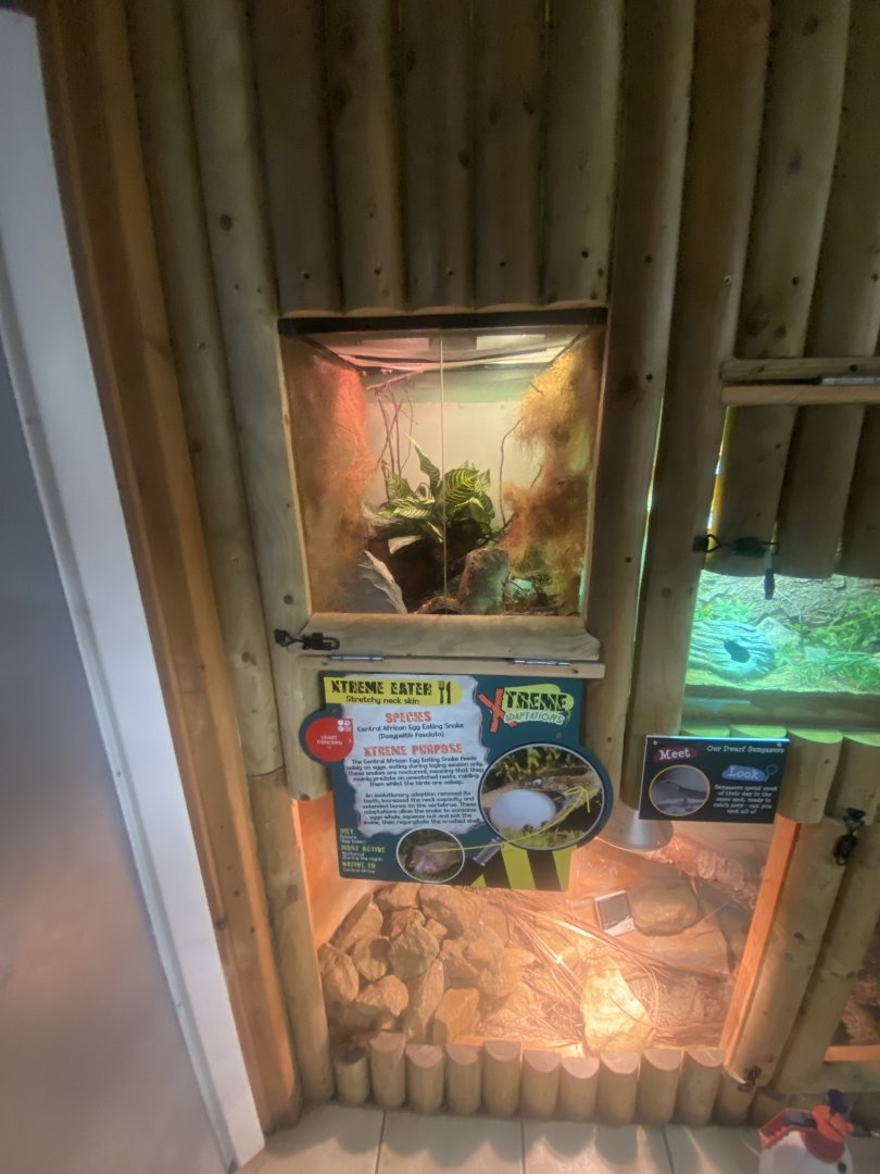 Central African egg-eating snake exhibit 280425