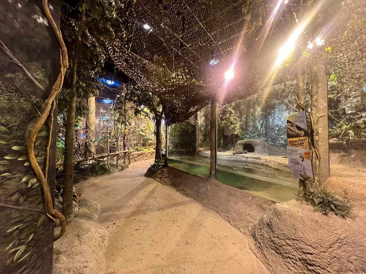 Central African Forest Building