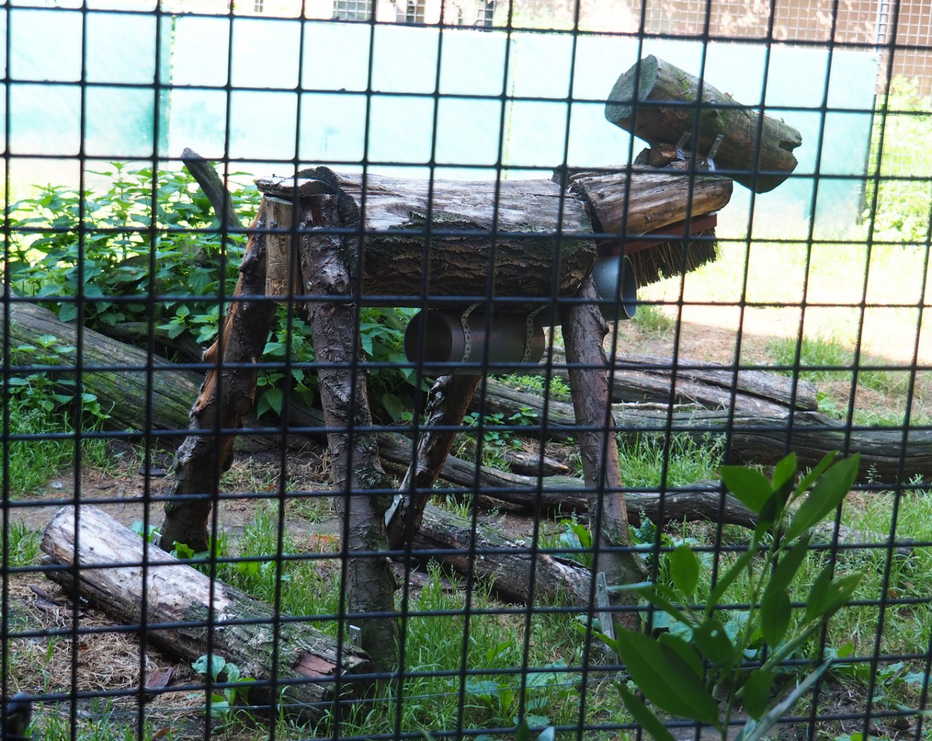 Central African leopard enrichment contraption, 2019-08-04