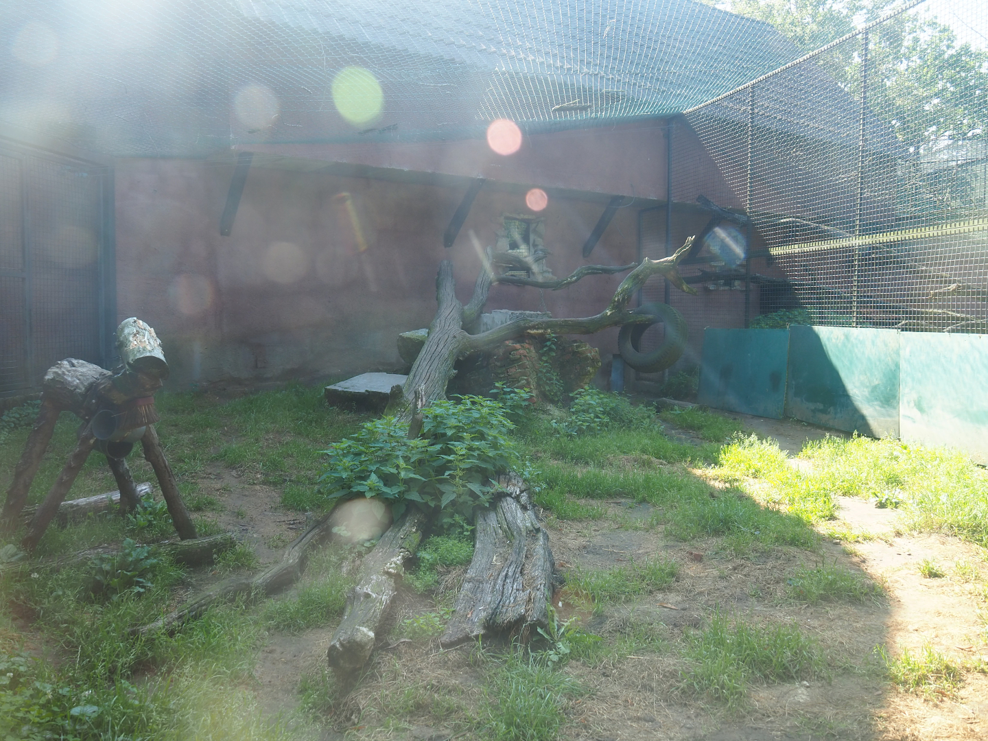 Central African leopard exhibit, 2019-08-04