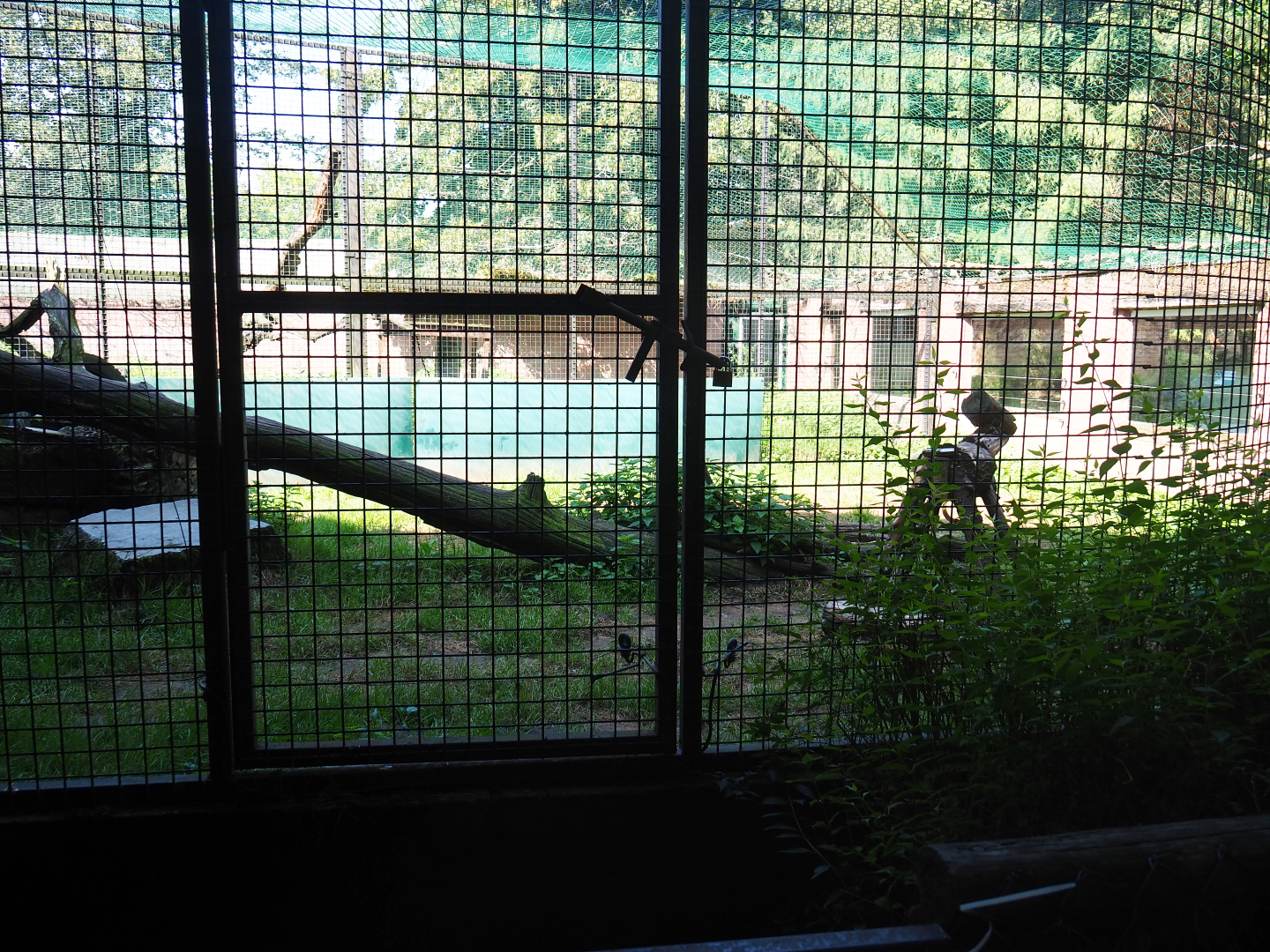 Central African leopard exhibit, 2019-08-04