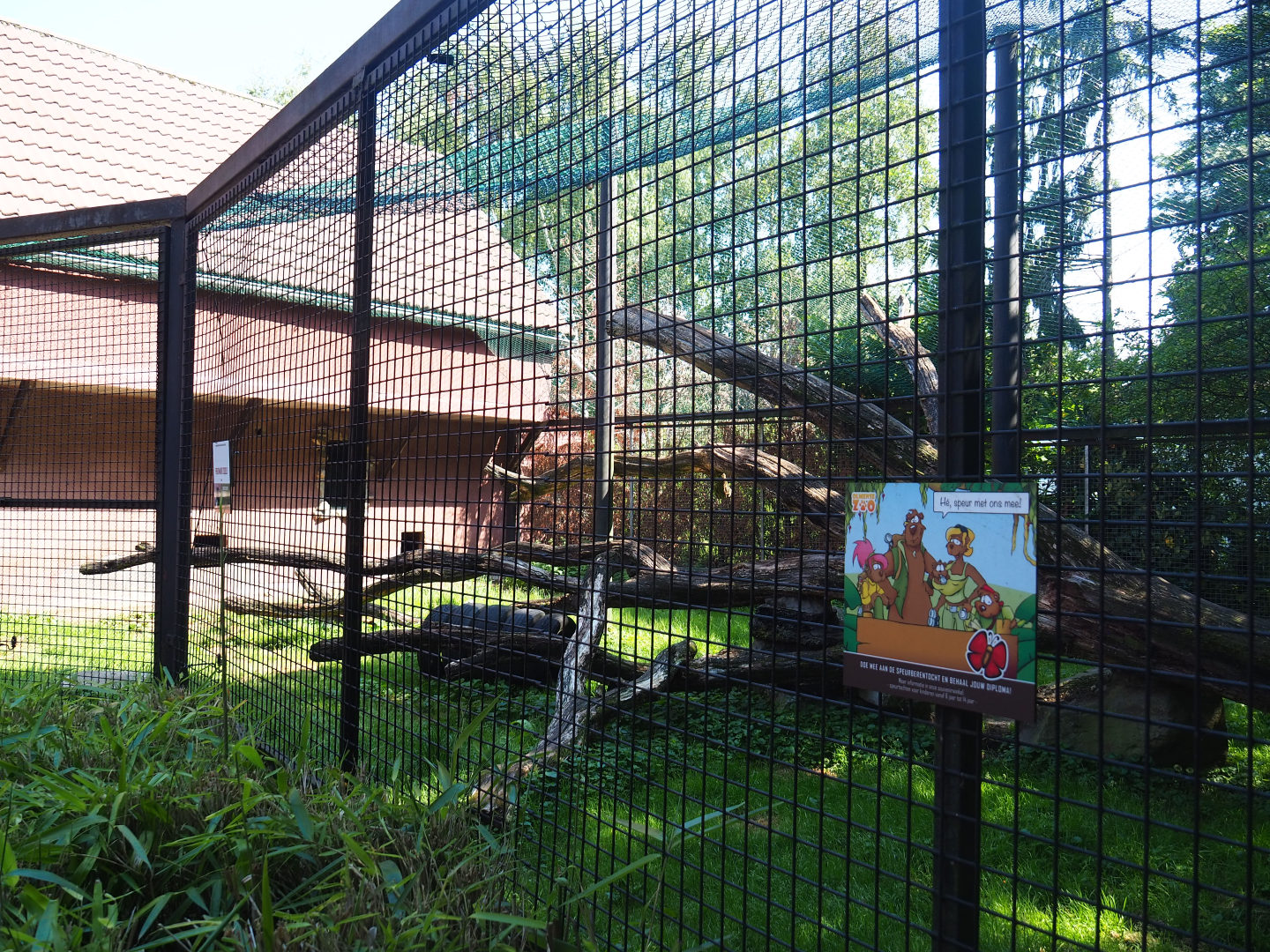 Central African leopard exhibit, 2019-08-04