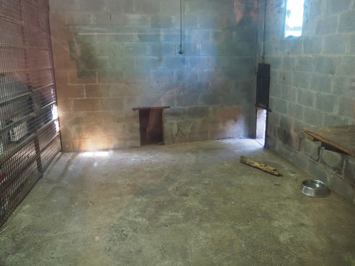 Central African leopard indoor holding, 2019-08-04