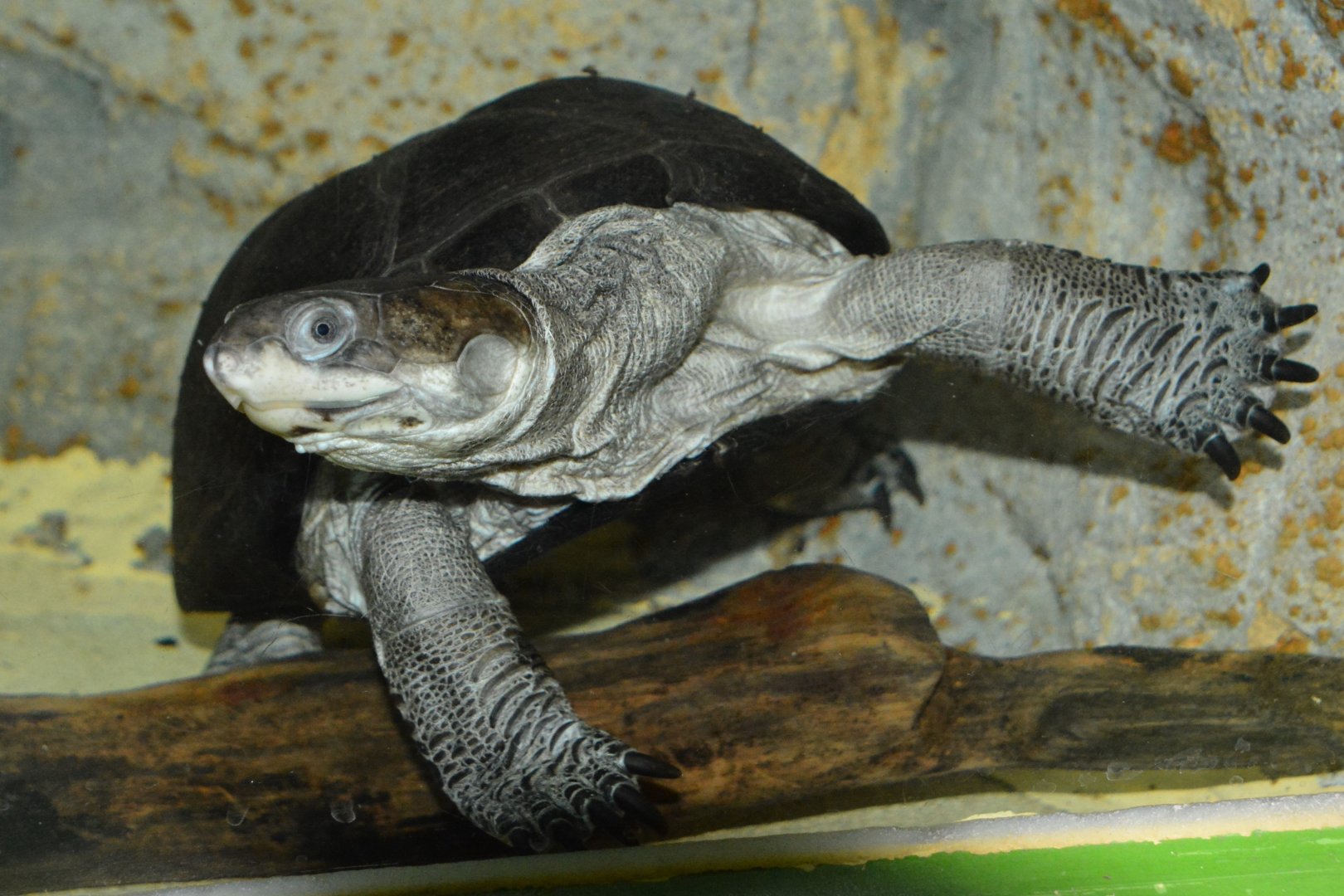 Central African mud turtle (Pelusios chapini)