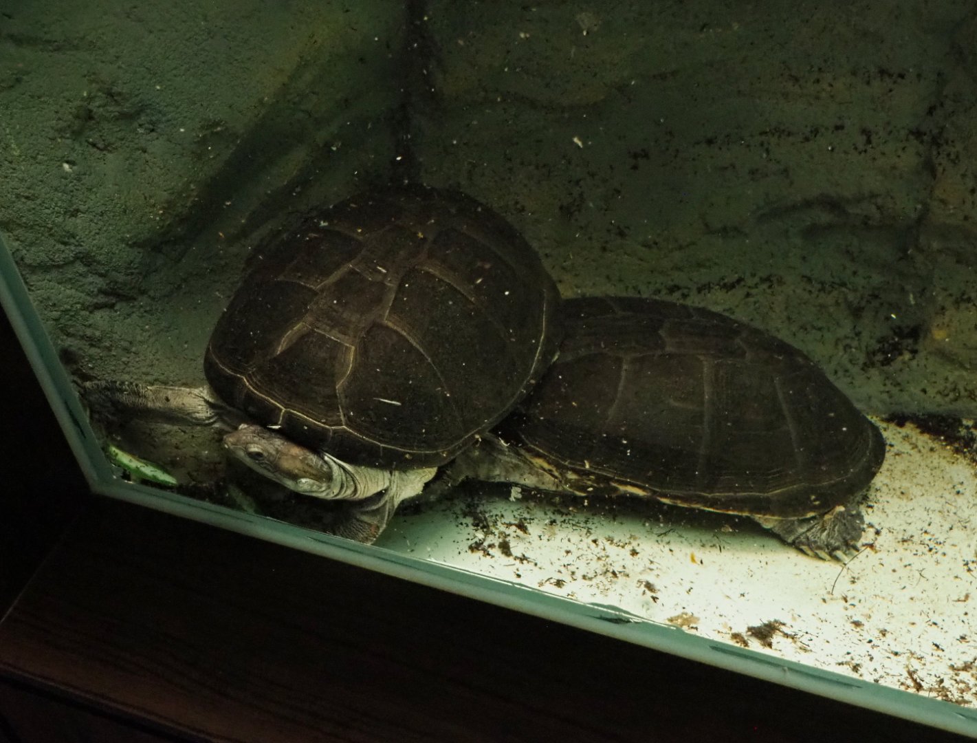 Central African mud turtles (Pelusios chapini), 2020-06-28